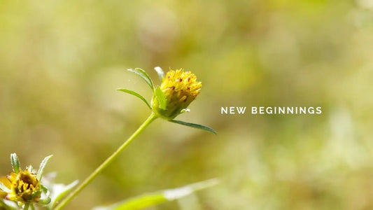 1 January 2025: New Beginnings - DWC Magazine