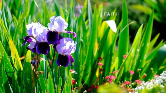 10 January 2025: Faith - DWC Magazine