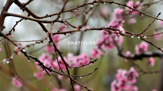 4 January 2025: Gratitude - DWC Magazine