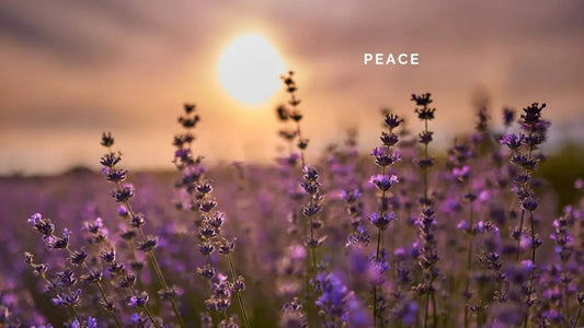 9 January 2025: Peace - DWC Magazine