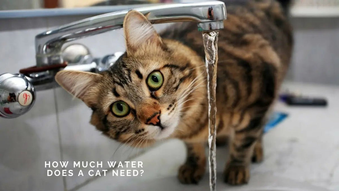 How Much Water Does a Cat Need? - DWC Magazine