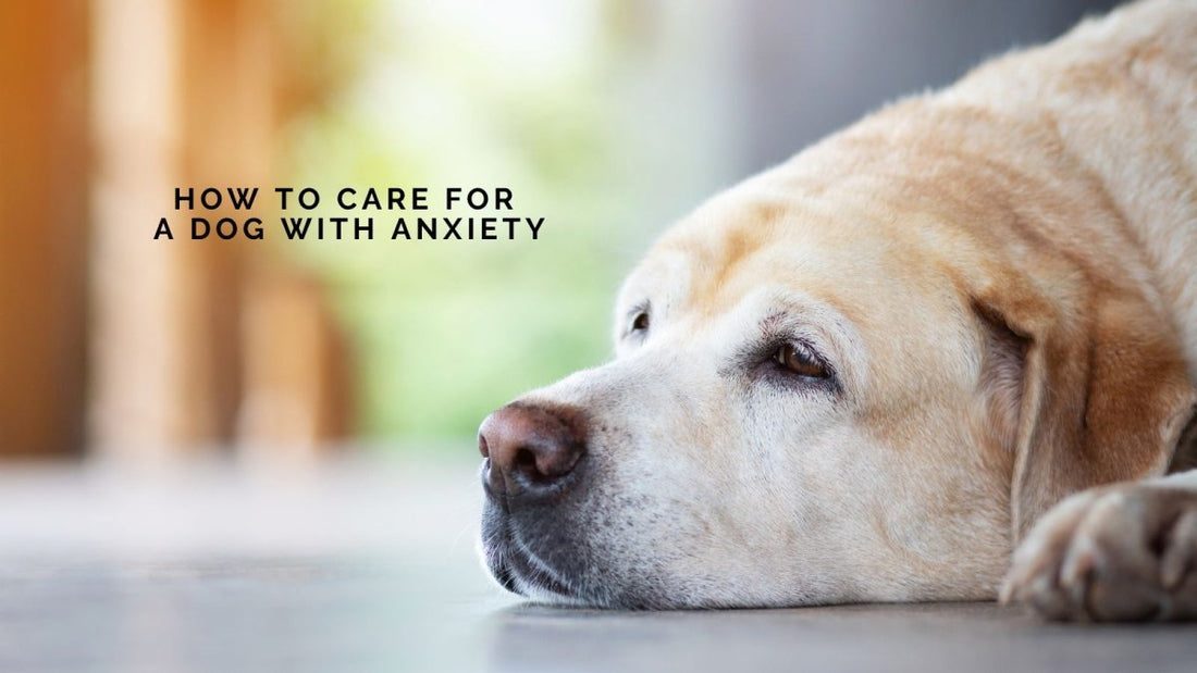 How to Care for a Dog with Anxiety - DWC Magazine