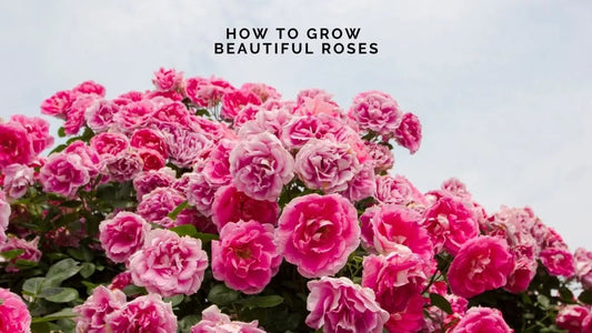 How to Grow  Beautiful Roses - DWC Magazine