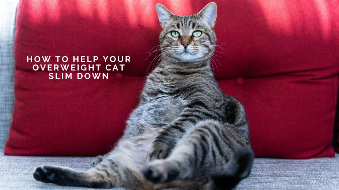 How to Help Your Overweight Cat Slim Down in a Multi-Cat Household - DWC Magazine: Strong Women, Strong Voices