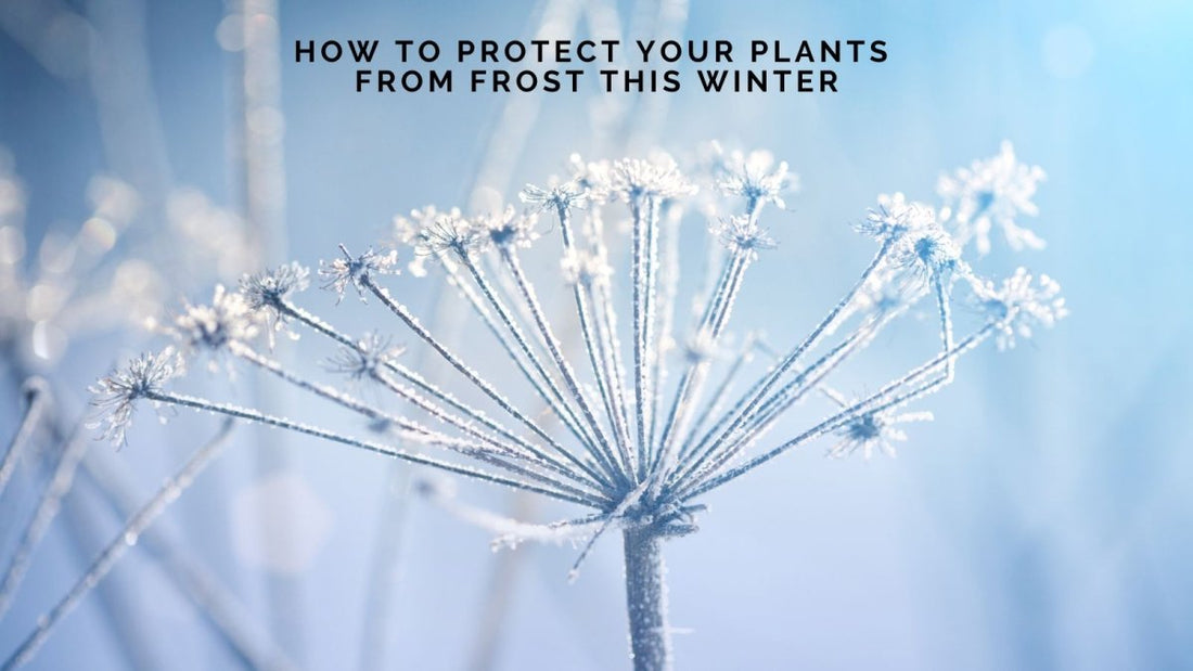 How to Protect Your Plants from Frost This Winter - DWC Magazine: Strong Women, Strong Voices