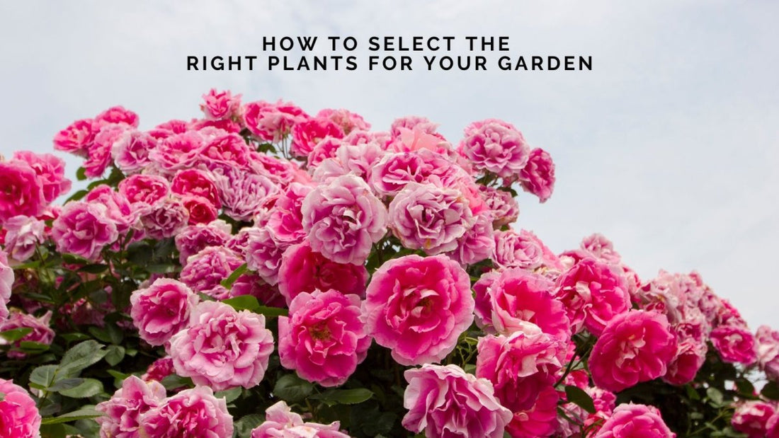 How to Select the Right Plants for Your Garden - DWC Magazine