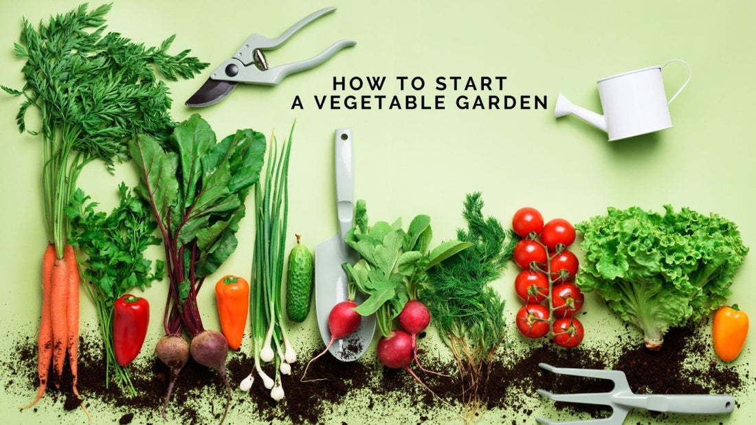 How to Start a Vegetable Garden - DWC Magazine