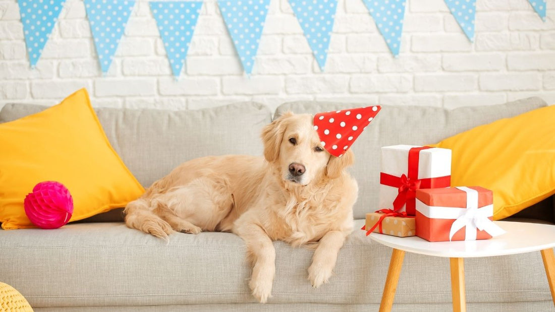 Kindred Keri: Pet Birthday Parties - DWC Magazine: Strong Women, Strong Voices