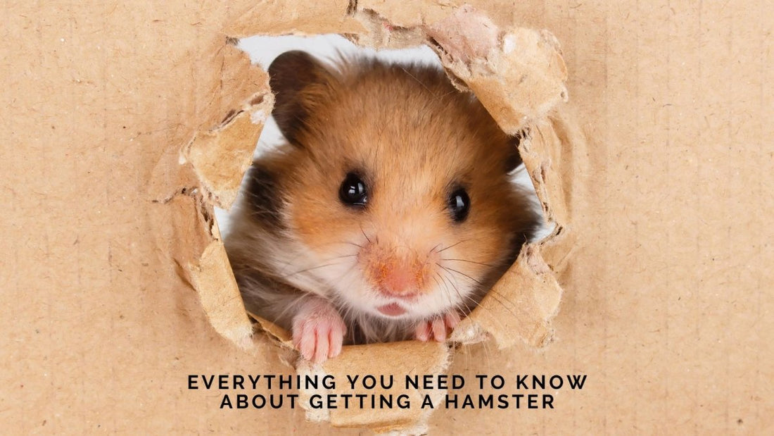 So, You’re Thinking About Getting a Hamster? Here’s Everything You Need to Know! - DWC Magazine: Strong Women, Strong Voices