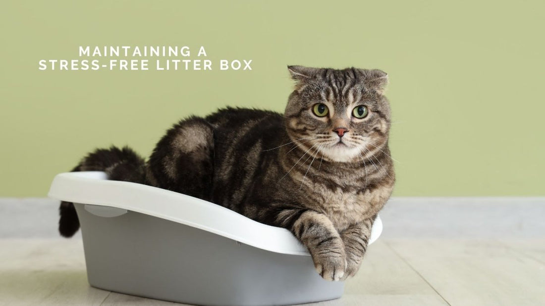 The Ultimate Guide to Choosing the Best Cat Litter & Maintaining a Stress-Free Litter Box - DWC Magazine