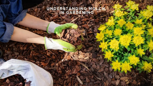 Understanding Mulch in Gardening: What It Is, What It Does, and How to Use It Effectively - DWC Magazine