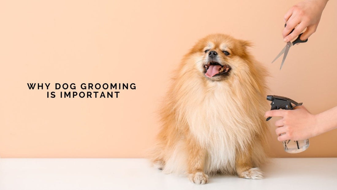 Why Dog Grooming  Is Important - DWC Magazine: Strong Women, Strong Voices